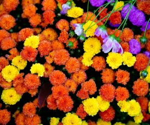 Photo Colorful flowers